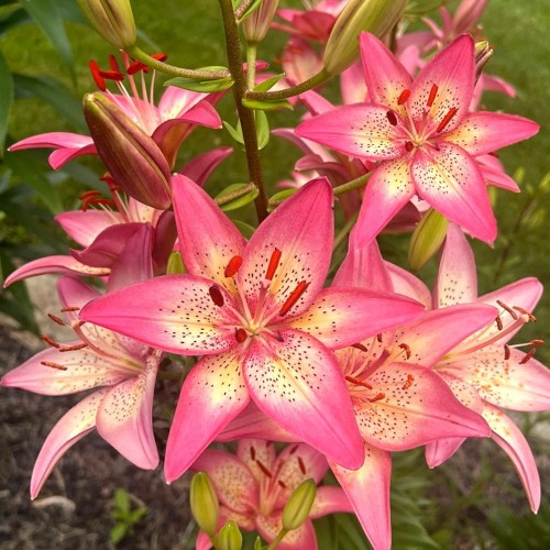 Lilium 'Trogon' - Liilia 'Trogon' P11/0,75L